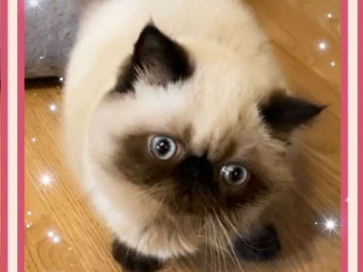 1 chaton femelle Exotic Shorthair à vendre, chocolat point née en juin 2025