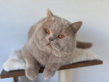 1 chat British Shorthair LOOF à vendre, fawn né en 2021