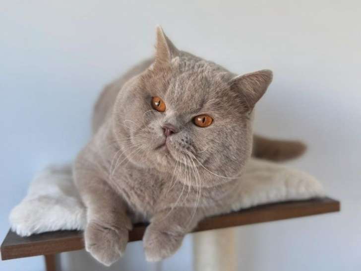 1 chat British Shorthair LOOF à vendre, fawn né en 2021