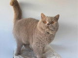1 chat British Shorthair LOOF à vendre, fawn né en 2021