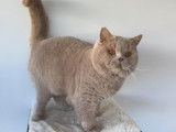 1 chat British Shorthair LOOF à vendre, fawn né en 2021