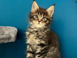 Vente de 3 chatons Maine Coons LOOF nés en août 2025