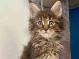 Vente de 3 chatons Maine Coons LOOF nés en août 2025