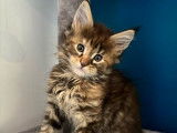 Vente de 3 chatons Maine Coons LOOF nés en août 2025