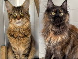 Vente de 3 chatons Maine Coons LOOF nés en août 2025