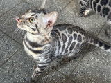 1 chaton mâle Bengal LOOF à vendre, black silver né en avril 2025