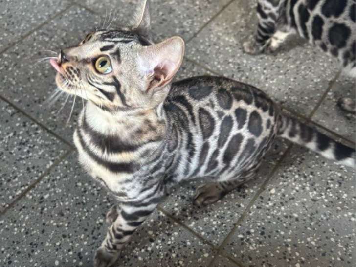 1 chaton mâle Bengal LOOF à vendre, black silver né en avril 2025