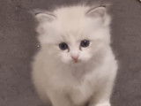 Réservation ouverte pour 1 chaton Ragdoll LOOF mâle seal tabby bicolore né en septembre 2025
