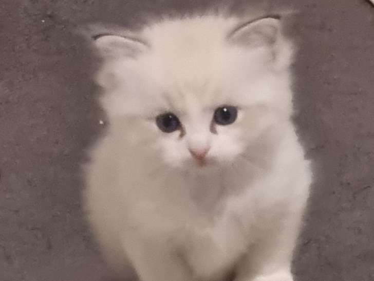 Réservation ouverte pour 1 chaton Ragdoll LOOF mâle seal tabby bicolore né en septembre 2025
