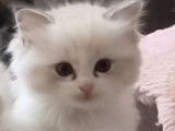 Réservation ouverte pour 1 chaton Ragdoll LOOF mâle seal tabby bicolore né en septembre 2025