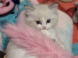 Réservation ouverte pour 1 chaton Ragdoll LOOF mâle seal tabby bicolore né en septembre 2025