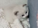 Réservation ouverte pour 1 chaton Ragdoll LOOF mâle seal tabby bicolore né en septembre 2025