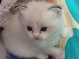 Réservation ouverte pour 1 chaton Ragdoll LOOF mâle seal tabby bicolore né en septembre 2025