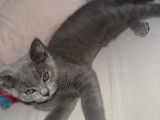 Chaton British Shorthair à vendre