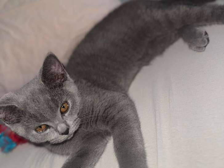 Chaton British Shorthair à vendre