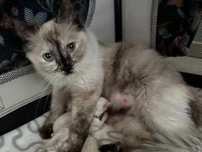 Chatons Ragdoll LOOF à vendre