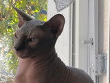 Thor le Délice d’opium le papa