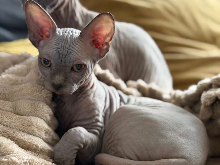 Chatons Sphynx LOOF à vendre
