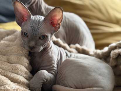 Chatons Sphynx LOOF à vendre