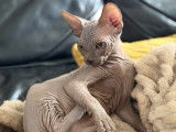 Chatons Sphynx LOOF à vendre