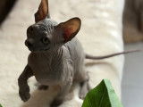 Chatons Sphynx LOOF à vendre