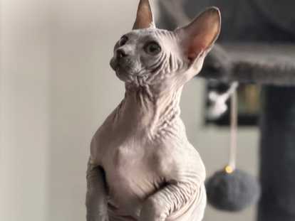 Chatons Sphynx LOOF &agrave; vendre