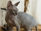 Chatons Sphynx LOOF &agrave; vendre