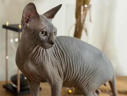 Chatons Sphynx LOOF &agrave; vendre