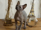 Chatons Sphynx LOOF à vendre