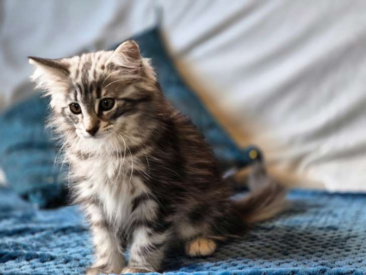 Chatons Norvégien à vendre