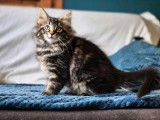 Chatons Norvégien à vendre