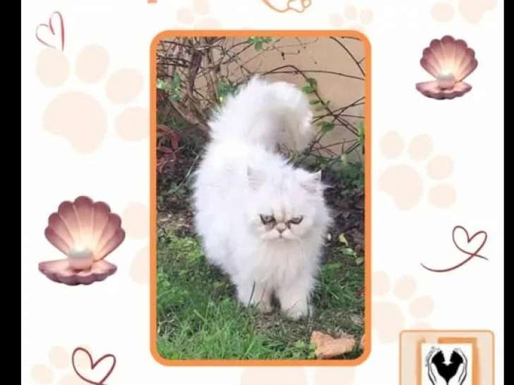 À adopter : chatte Persane de 5 ans