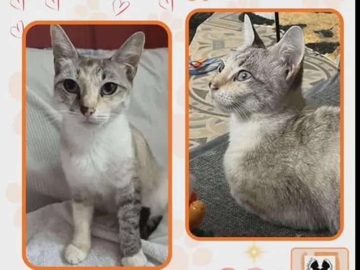 Disponible à l’adoption : chatte grise et blanche