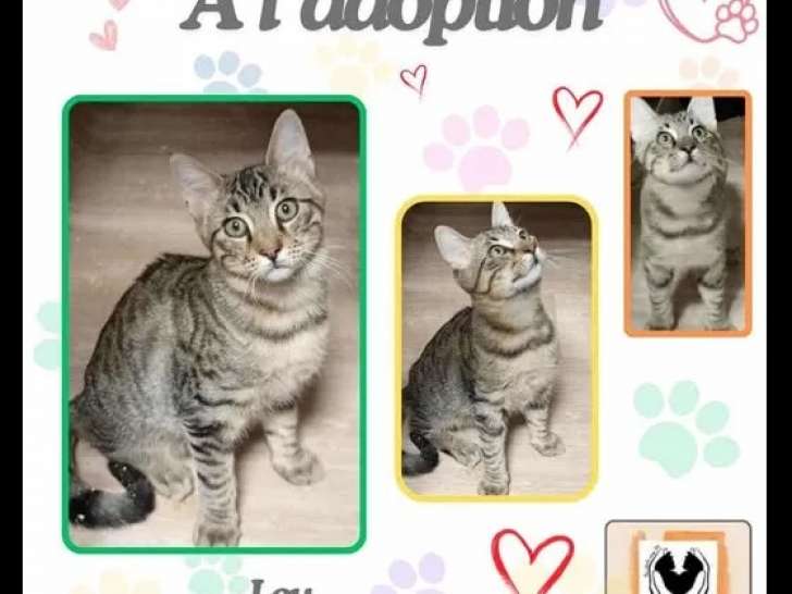 En attente d’adoption : chaton mâle de 5 mois