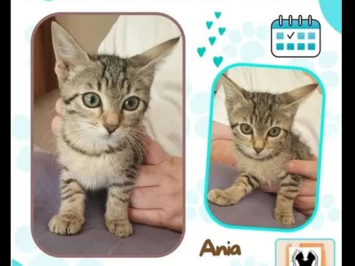 Prêt pour l’adoption : chaton femelle de 4 mois