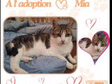 À accueillir : chatte de 12 ans