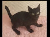 En quête d’un foyer : chaton mâle de 6 mois