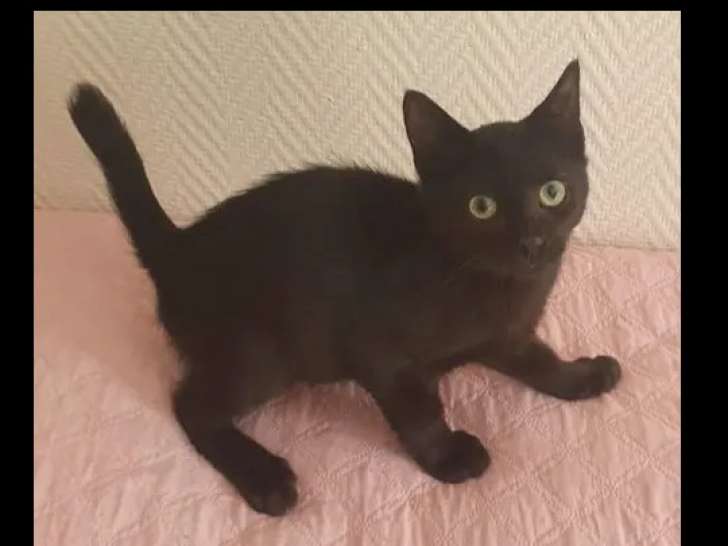 En quête d’un foyer : chaton mâle de 6 mois