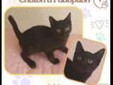 En quête d’un foyer : chaton mâle de 6 mois