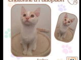 Adoption disponible : chatonne rousse et blanche