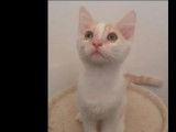 Adoption disponible : chatonne rousse et blanche