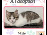En quête d’une famille : chaton femelle tigré blanc