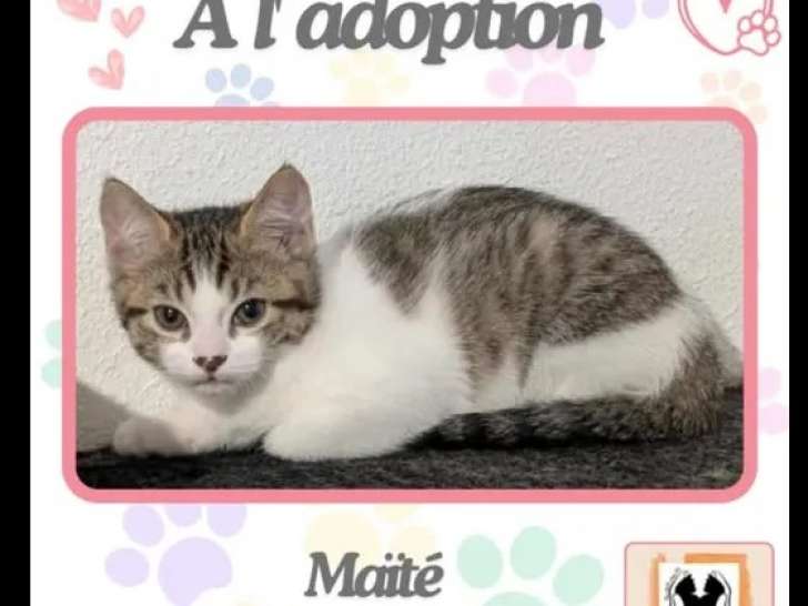 En quête d’une famille : chaton femelle tigré blanc