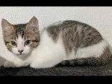 En quête d’une famille : chaton femelle tigré blanc