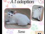 Chaton femelle blanc à adopter