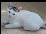 Chaton femelle blanc à adopter