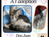 Chaton mâle tigré blanc disponible à l’adoption