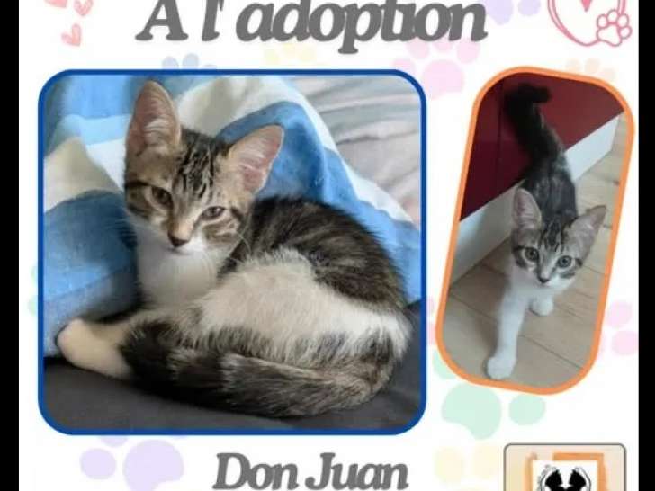 Chaton mâle tigré blanc disponible à l’adoption
