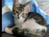 Chaton mâle tigré blanc disponible à l’adoption