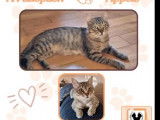Chat de 2 ans en attente d’adoption